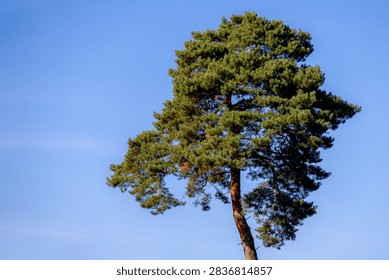 Selective focus of pine tree with green needles leaves, Conifer tree or shrub in the genus Pinus of the family Pinaceae, Pinus is the sole genus in the subfamily Pinaceae, Natural greenery background.