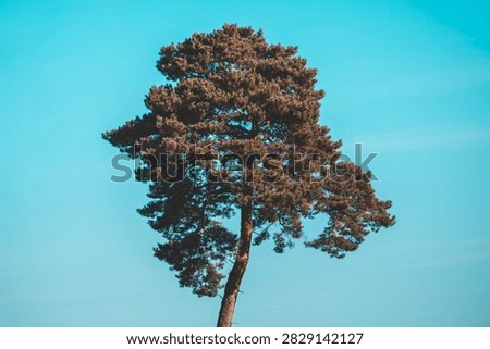 Selective focus of pine tree with green needles leaves, Conifer tree or shrub in the genus Pinus of the family Pinaceae, Pinus is the sole genus in the subfamily Pinaceae, Natural greenery background.