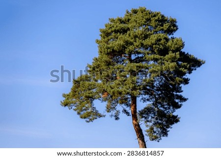 Selective focus of pine tree with green needles leaves, Conifer tree or shrub in the genus Pinus of the family Pinaceae, Pinus is the sole genus in the subfamily Pinaceae, Natural greenery background.