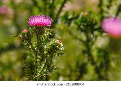 Selective focus. Pink Blessed milk thistle flowers, close up. Silybum marianum herbal remedy. Saint Mary's Thistle bloom in meadow. Marian Scotch Mary Thistle herbs. Cardus marianus blooms
