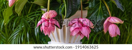 Selective focus. Pink flower medinilla magnifica on Marble stand column on green palm leaves background. Medinilla magnifica ( showy medinilla or rose grape ) beautiful blooms. 