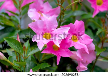Selective focus of pink flower Rocktrumpet in the garden, Mandevilla is a genus of tropical and subtropical flowering vines belonging to the family Apocynaceae, Nature floral background.