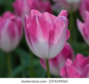 Selective  focus  pink  tulp  in  the  field  with  nature blurry  background.