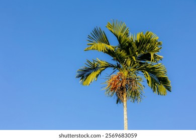 Selective focus of plam tree with red ripe and unripe fruits under blue clear sky with warm sunlight in afternoon, Ptychosperma is a genus of flowering plant in the family Arecaceae, Nature background