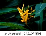 Selective focus, plant with scientific name heliconia psittacorum growing in garden, ornamental plant species native to the Caribbean and South America.