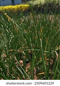 selective focus plant stems of a type of green grass in the garden

￼


