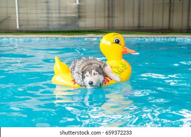 selective focus point - syberien husky swimming in the pool with swim ring