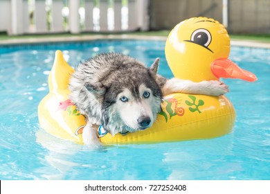 selective focus point - syberien husky swimming in the pool with swim ring