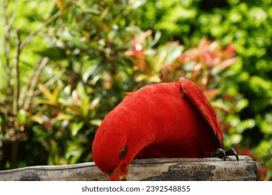 Selective focus portrait of a red parrot bowing down
