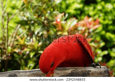 Selective focus portrait of a red parrot bowing down