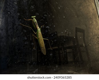 Selective focus of a praying mantis on a glass door.