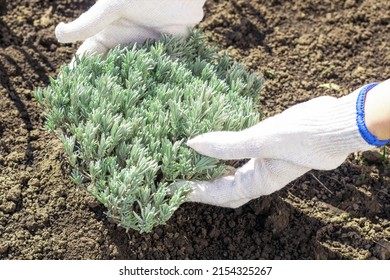 Selective Focus. Professional Gardener Planting Lavender Bush In The Ground, Detail Of Hands In Gloves With A Trowel. Spring Garden Decoration, Landscaping. Rules For Planting Lavender