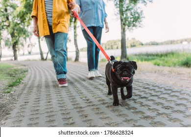 Selective Focus Of Pug Dog Walking Near Elderly Couple On Path In Park