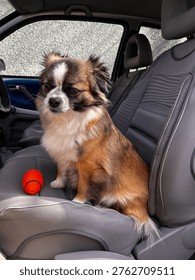 selective focus puppy on driver seat close up