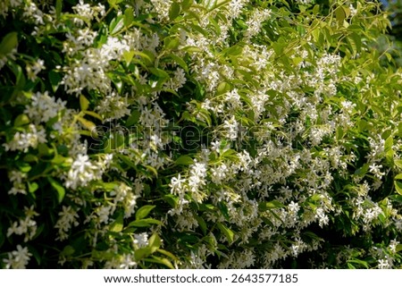 Selective focus of pure white fragrant flowers Star jasmine creeping on the wall, Trachelospermum jasminoides is a woody, Evergreen climber with rich, Greenery leaves pattern, Nature floral background