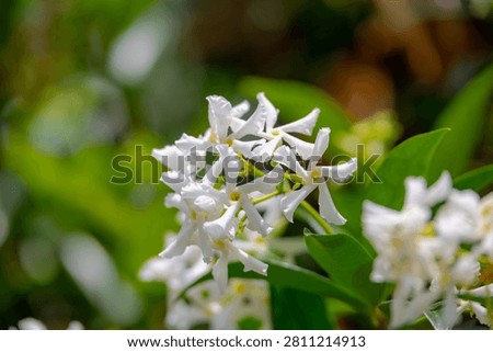 Selective focus of pure white fragrant flowers Star jasmine creeping on the wall, Trachelospermum jasminoides is a woody, Evergreen climber with rich, Green leaves pattern, Natural floral background.