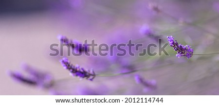 Similar – Image, Stock Photo Blue-purple wild growth sprawls and glows from the twilight.