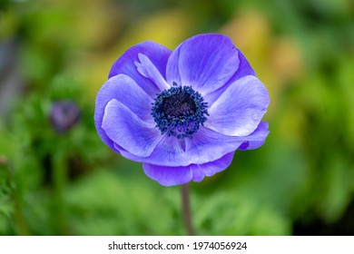 Selective focus of purple blue flower Poppy anemone in the garden, Anemone coronaria, Spanish marigold or windflower is a species of flowering plant in the genus Anemone, Nature floral background. - Powered by Shutterstock