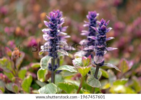 Selective focus of purple blue flower of Ajuga pyramidalis in the garden, Pyramidal bugle is a flowering plant of the genus Ajuga in the family Lamiaceae, Nature floral background.