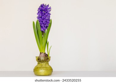 Enfoque selectivo del jacinto azul púrpura en la maceta de vidrio sobre fondo blanco, Hyacinthus es un pequeño género de plantas perennes bulbosas de floración primaveral, plantas con floración fragante en la familia de las Asparagaceae