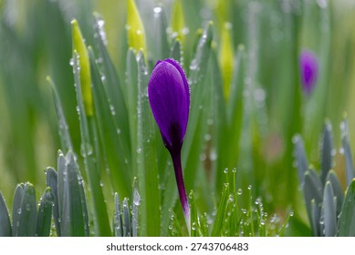 Selective focus of purple crocus with raindrop and green leaves, The flowers are one of the brightest and earliest spring bloom, Crocus is a flowering plants in the family Iridaceae, Nature background
