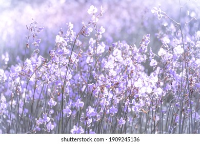 Lavender Color Flowers High Res Stock Images Shutterstock