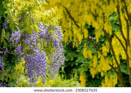 Selective focus of purple flowers blue rain in garden with golden chain or golden rain (Laburnum anagyroides) as background, Wisteria sinensis is flowering plant in the pea family, Nature background.