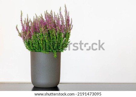 Selective focus of purple flowers Calluna vulgaris flower pot, Heath, ling or simply heather is the sole species in the genus Calluna in the flowering plant family Ericaceae, Nature floral background.