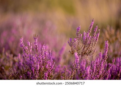 Selective focus of purple flowers in the filed, Calluna vulgaris (Heide, Heath, ling or simply heather) is the sole species in the genus Calluna, Flowering plant family Ericaceae, Natural background. - Powered by Shutterstock