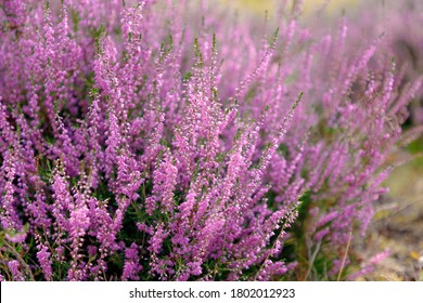 Selective focus of purple flowers on the field, Calluna vulgaris (ling, or simply heather) is the sole species in the genus Calluna in the flowering plant family Ericaceae, Nature floral background.