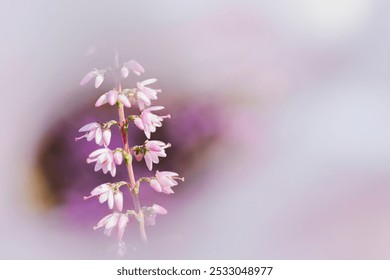 Selective focus of the purple flowers on the field, Nature floral background. - Powered by Shutterstock