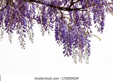 Selective focus of purple flowers Wisteria sinensis or Blue rain, Chinese wisteria is species of flowering plant in the pea family, Its twisting stems and masses of scented flowers in hanging racemes.