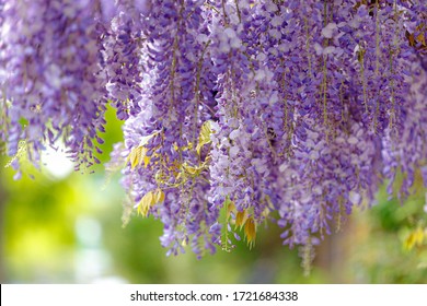 Violet Flower Creepers High Res Stock Images Shutterstock