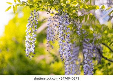 Selective focus of purple flowers Wisteria sinensis or Blue rain. Flowering Japanese Wisteria tree in garden. Beautiful outdoor floral background - Powered by Shutterstock