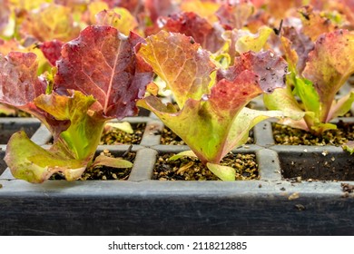 Selective Focus Of Purple Lettuce Seedlings On The Family Farm In Brazil