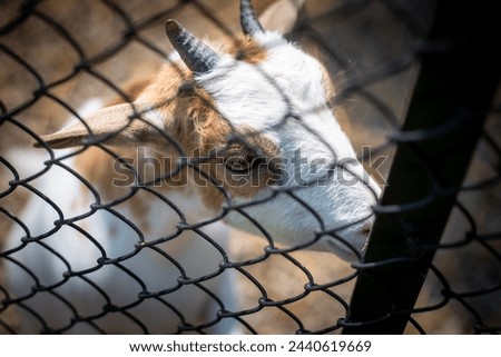 selective focus pygmy goat in a steel mesh cage The background is a freedomless animal, a mini pygmy goat in a cage with the eyes of a pitiful animal