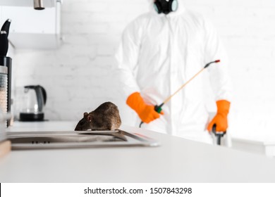 Selective Focus Of Rat Near Sink And Exterminator With Toxic Spray In Hand 