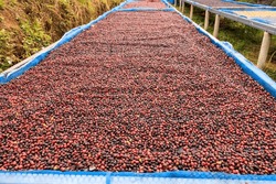 Selective Focus, Raw Coffee Beans, Coffee Drying Process On Shelf Natural Sunlight Plantation At Factory Community North Of Chiang Rai Thailand, 
