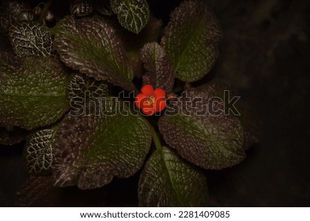 Selective focus, a red flower of Episcia cupreata (flame violet) at the bottom of the leaves with beautiful leaves in the garden.Nature concept.Photo of red episcia flower.