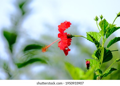 Bunga raya in english