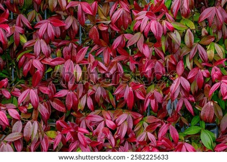 Selective focus of red leaves on the fence, Trachelospermum star jasmine leafs in winter, Confederate jasmine is a genus of evergreen woody vines in the dogbane family Apocynaceae, Natural background.