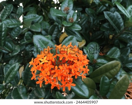 selective focus red orange ixora flower