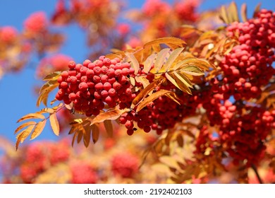 Selective focus to red rowan berries growing on a tree branches with yellow leaves on blue sky background. Colors of autumn nature, medicinal berries of mountain-ash