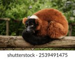 A selective focus of red ruffed lemur