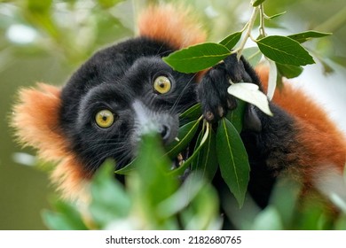 A selective focus of a Red ruffed lemur eating leaves in the wild
