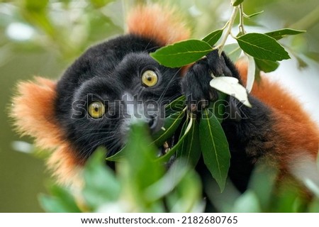 A selective focus of a Red ruffed lemur eating leaves in the wild