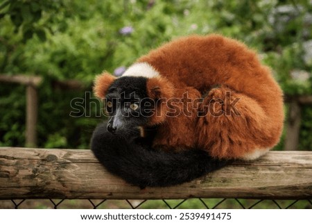 A selective focus of red ruffed lemur