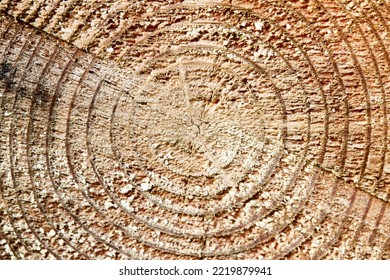 Selective Focus Resinous Wood Texture Of Rough Surface Felled Tree Weathered With Annual Rings. Concept Of Long Life Longevity Aging.