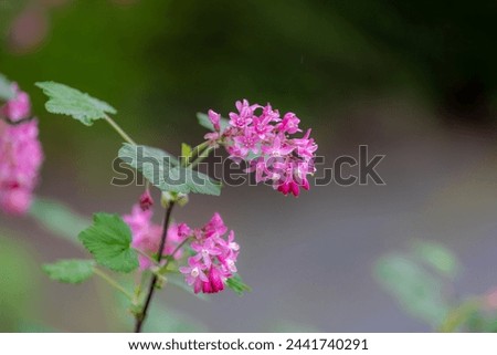 Selective focus of Ribes sanguineum flower with green leaves in the garden, Red pink ribes or redflower currant is a flowering plant in the family Grossulariaceae, Natural floral background.