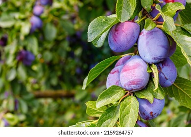 selective focus. Ripe blue purple plums in the plum garden. Agriculture Haversting background. manny ripe fruits in plantation. Ripe plums in orchad. - Powered by Shutterstock